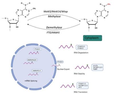 m6A RNA methylation in brain injury and neurodegenerative disease